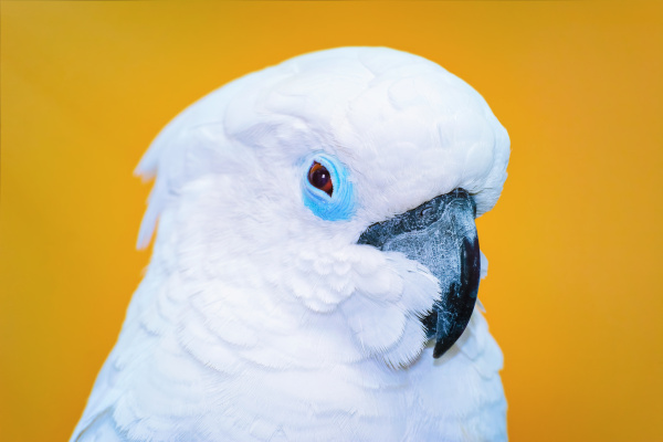 the cockatoo parrot