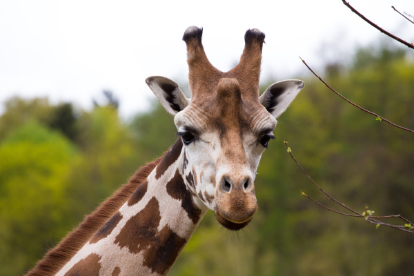 close up giraffe portrait