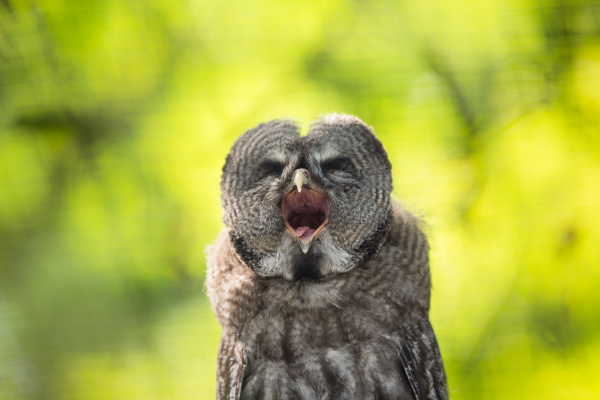 close up of a tawny owl