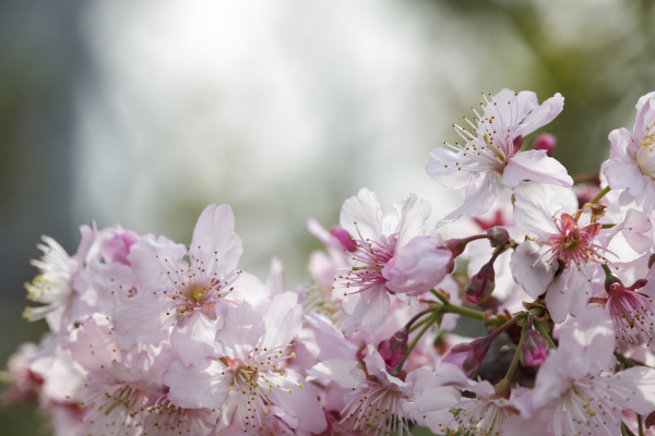 sakura cherry blossom in taiwan