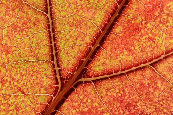 part of red orange maple leaf