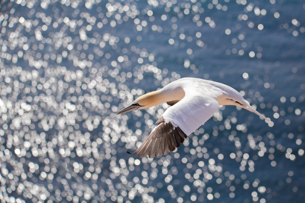 flying northern gannet helgoland germany