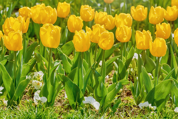 flower bed of yellow tulips