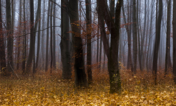 germany bavaria autumn forest