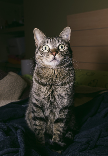 portrait of tabby cat with eyes