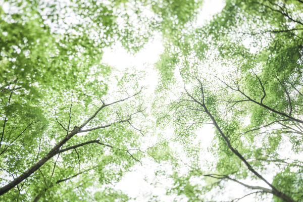 japan arashiyama japanese maple