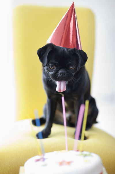 dog in party hat examining birthday