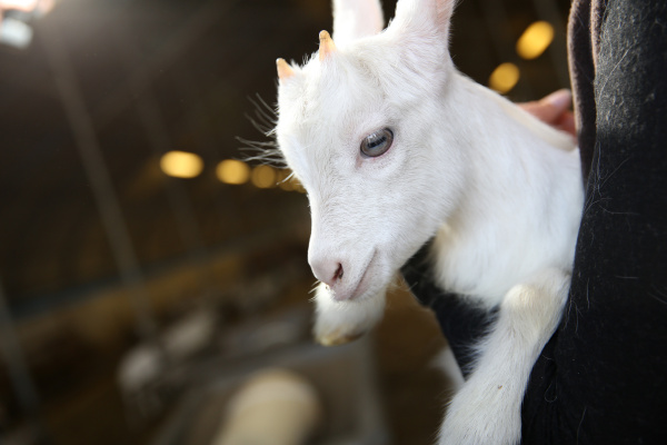 closeup of white baby goat
