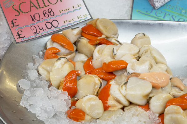 fresh scallops at a market