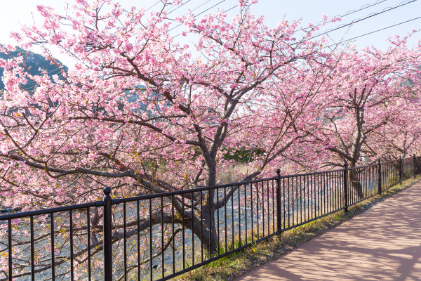sakura tree