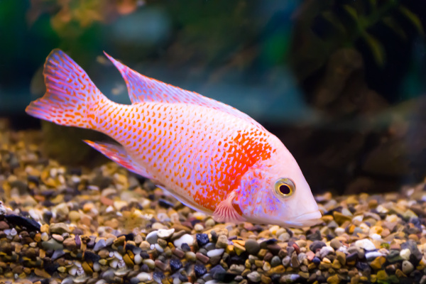 aulonocara fish
