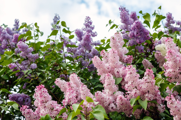 lilac flowers on a background of
