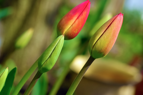 unblown tulips