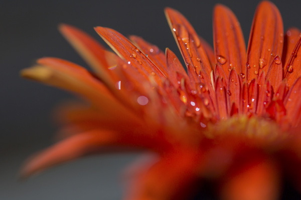 orange gerbera flower with water drops