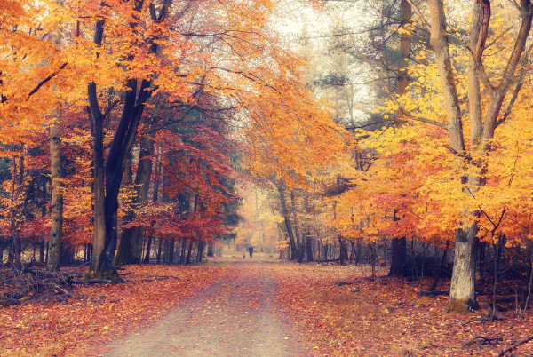 foggy autumn park