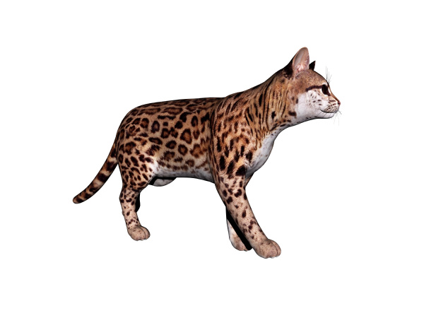 schleich ocelot