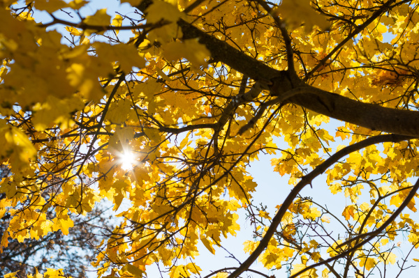sun shines in autumn through deciduous