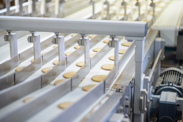 freshly made biscuits on production line