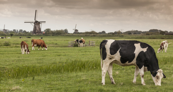 cows grazing kinderdijk olanda
