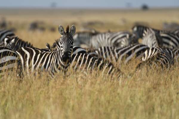 plains zebras equus quagga