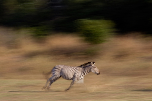 running zebra