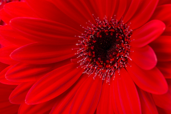 red gerbera daisy flower - Stock image #18771286 | PantherMedia Stock Agency