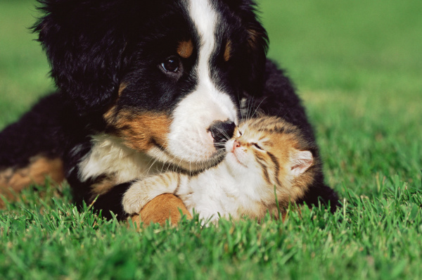 kitten and puppy on lawn