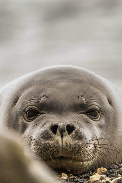 close up portrait of monk seal