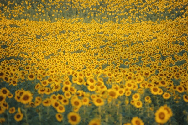 sunflower field tuscany italy