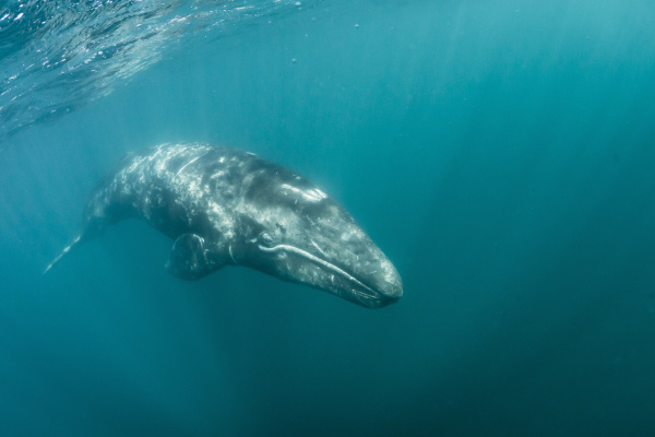 california gray whale eschrichtius robustus