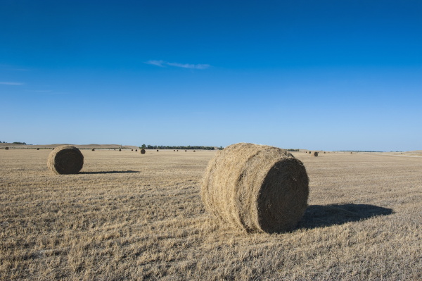 hay bales on a field along