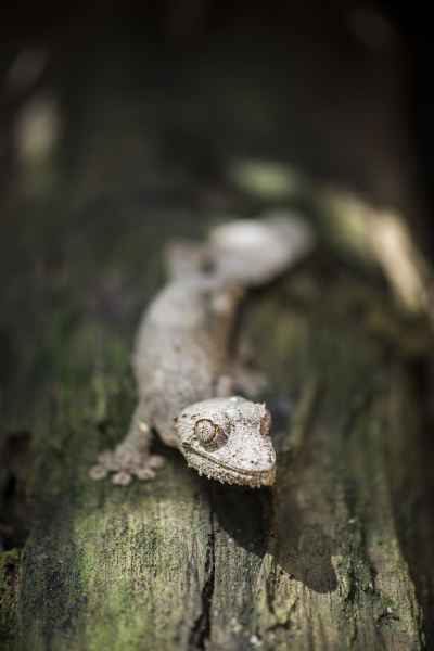 leaf tailed gecko baweng satanic