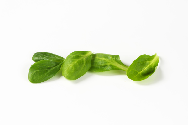 Fresh Corn Salad Leaves - Stock Photo #19081703 