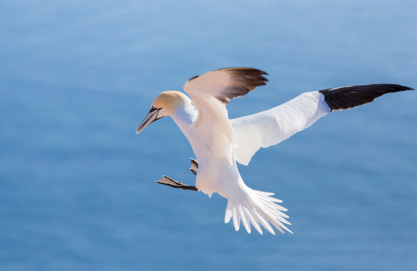 flying northern gannet helgoland germany