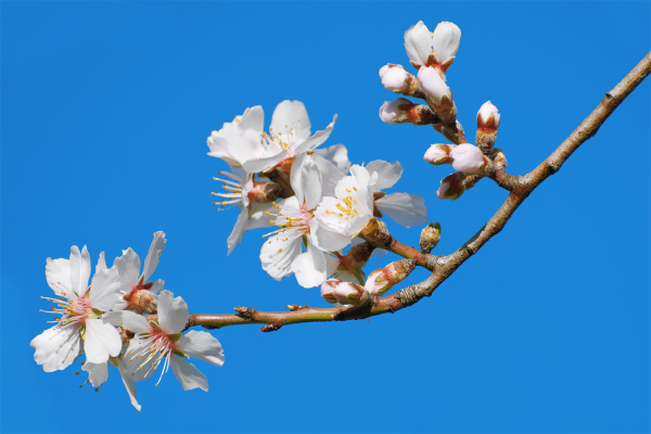 spring flowers on branchlet