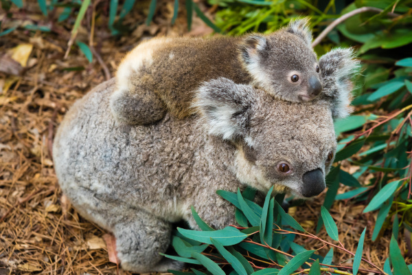 Australian koala bear native animal with baby - Royalty free image  #19250565 | PantherMedia Stock Agency