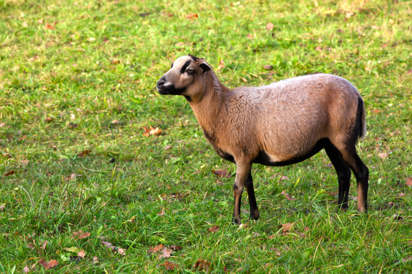 a sheep on a green meadow