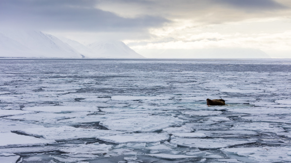 two walruses on fragmented pack ice