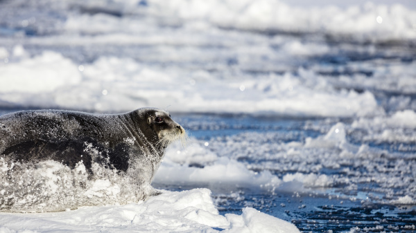 big bearded seal lying on a