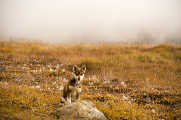 husky puppies greenland hill