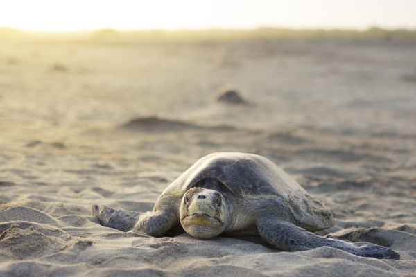 an olive ridley sea turtle explores