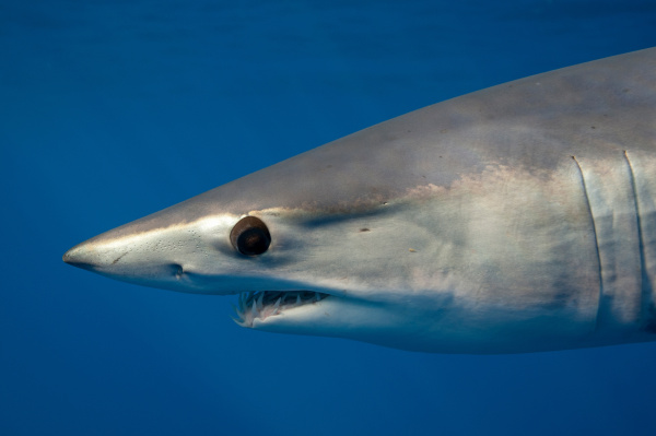 close up of mako shark s