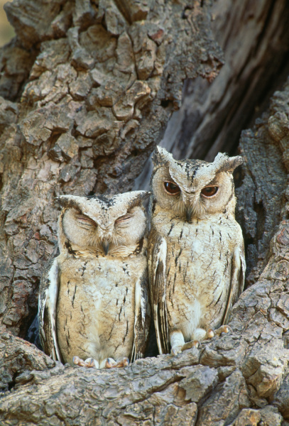 collared scops owl ranthambhore national