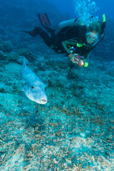 diver admiring pufferfish underwater