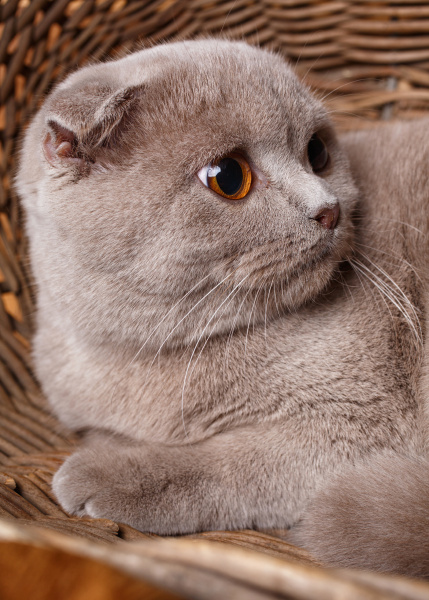 portrait of gray cat with yellow
