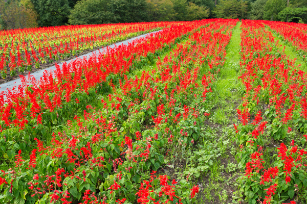 salvia field in red