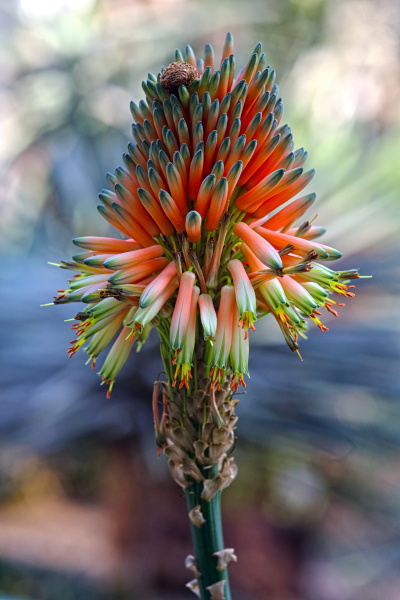 Inflorescence Rock Face Aloe Mutabilis - Royalty free photo #19994976 ...