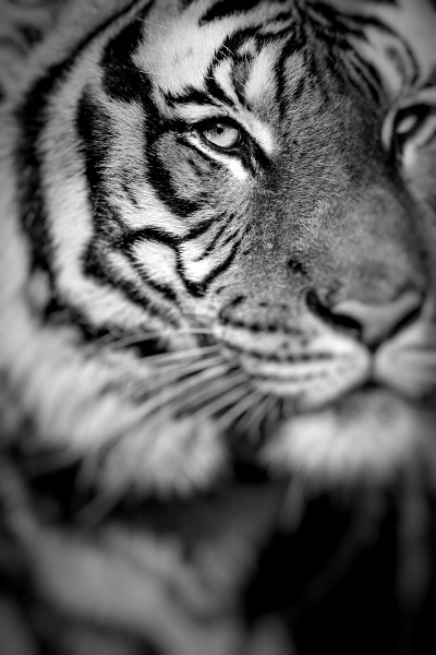 close up of a tigers face
