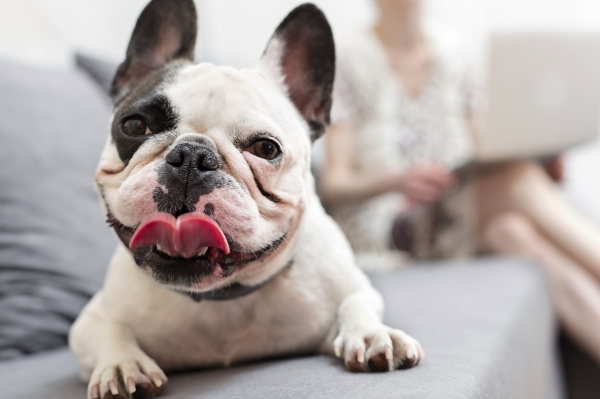 close up portrait french bulldog with
