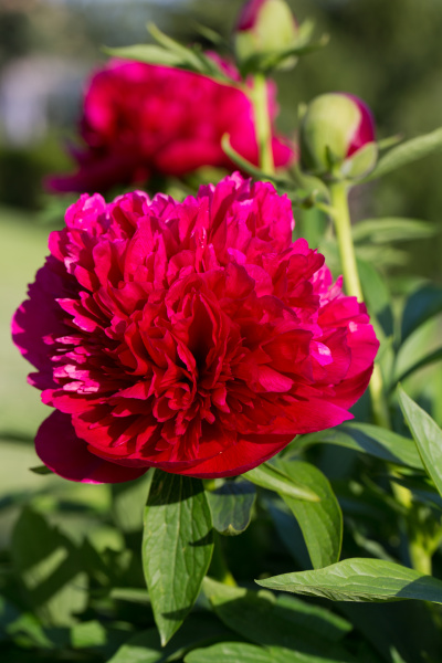peonies red flowers in the